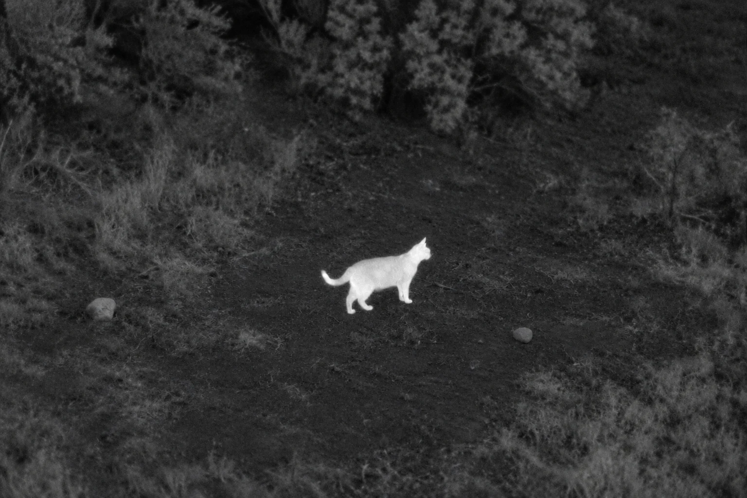 Thermal view of the same scene, showing the cat more clearly