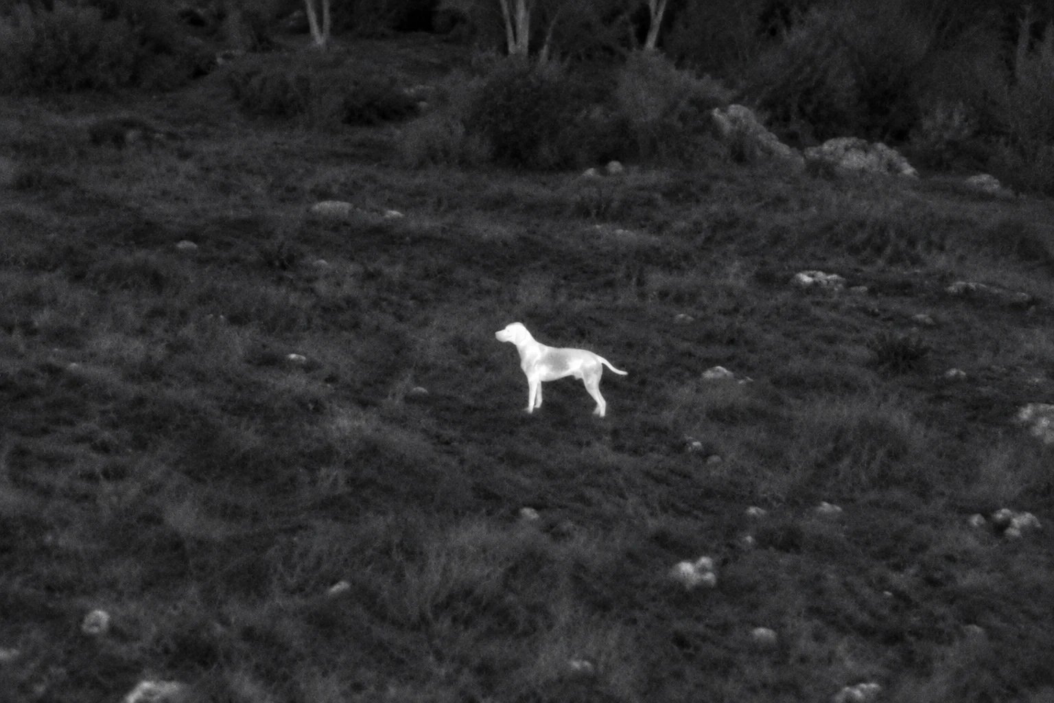 Thermal view of the same scene, showing the dog more clearly