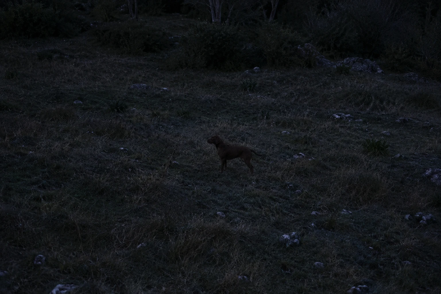 Low-light scene with a dog that is difficult to distinguish from its surroundings